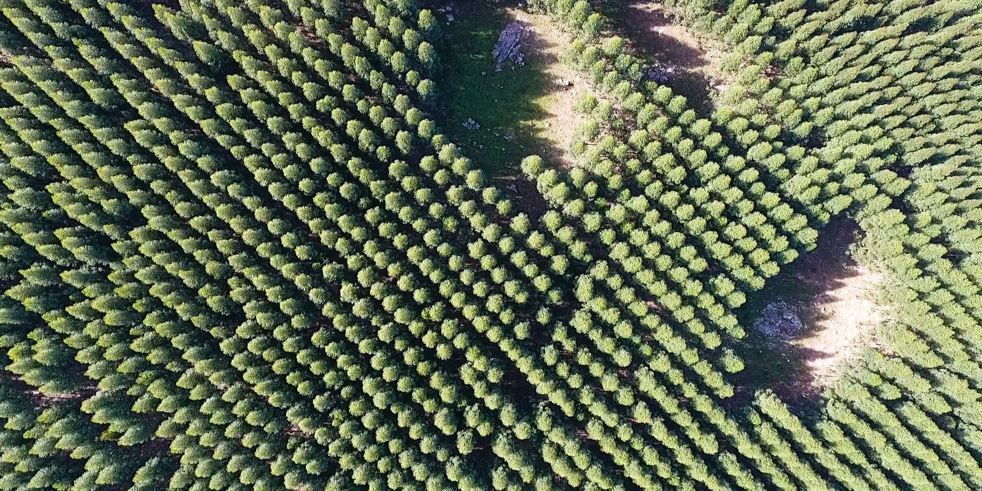 Comunicado Ni una hectárea más forestada
